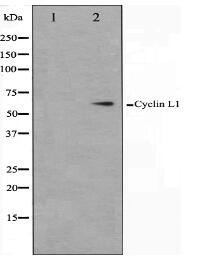 Cyclin L1 Antibody