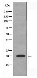 PPP1R14C Antibody