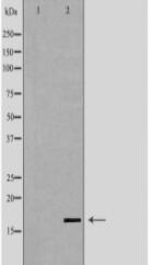 LYZL6 Antibody