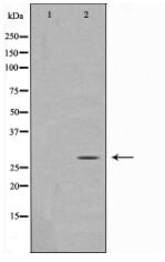 MOBL3 Antibody