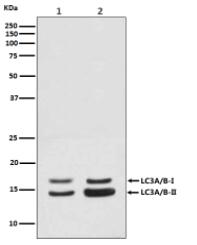 LC3A/B