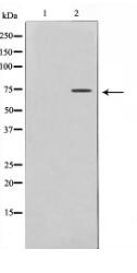 Rabphilin 3A Antibody