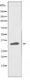 OR7A10 Antibody