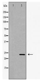 PGF Antibody