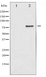 IKK-alpha Antibody