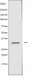 MRGRE Antibody