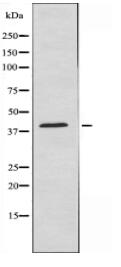 MRPS22 Antibody