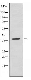 PHLA1 Antibody