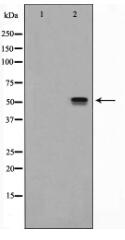 SRF Antibody