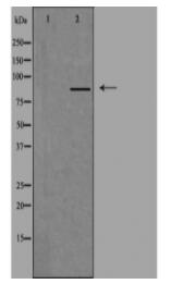 MARK Antibody
