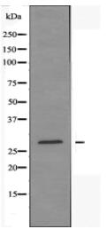 MRPL10 Antibody