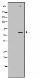 PRF1 Antibody