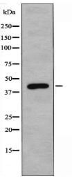 ILKAP Antibody