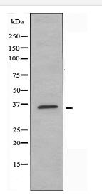 HOXA1 Antibody