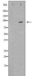 POSTN Antibody