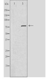 PDE4C Antibody