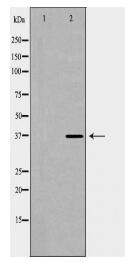 PAX2 Antibody