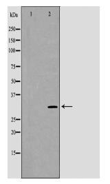 NRG1 Antibody