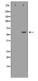 MUTYH Antibody