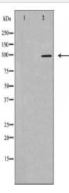 MASTL Antibody