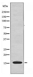 RPL23 Antibody