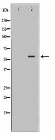 P4HB Antibody