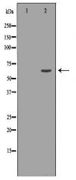 NT5E Antibody