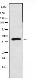 LMO4 Antibody