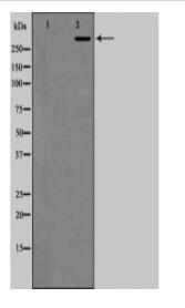 P300/CBP Antibody