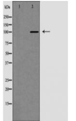 MSH2 Antibody