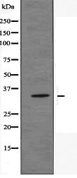 OR51E2 Antibody