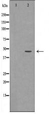 P47 Antibody