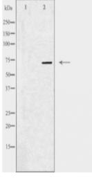 MAP3K3 Antibody
