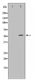 TUBA4A Antibody