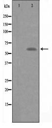 SLC24A6 Antibody