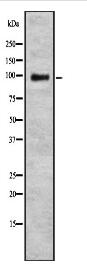 TPX2 Antibody