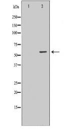 NLK Antibody