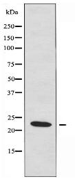 STMN4 Antibody