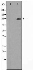 PSD95 Antibody