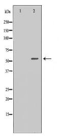 UAP1 Antibody