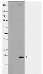 PTP4A3 Antibody