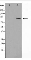 GRP94 Antibody