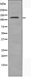 PKP4 Antibody