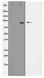 PGBD1 Antibody