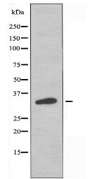 OR13F1 Antibody