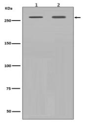 Filamin A antibody