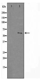 USP30 Antibody