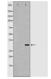 MyD88 Antibody