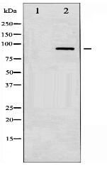 PKC-pan Antibody