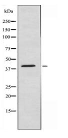 KLF7 Antibody